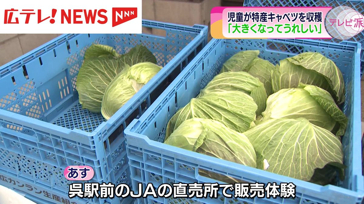 広島・呉市で小学生が特産キャベツの収穫