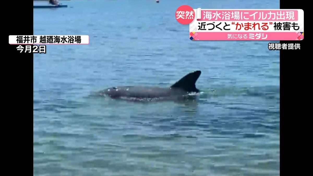 海水浴場に“イルカ”現れる…かまれる被害も　福井