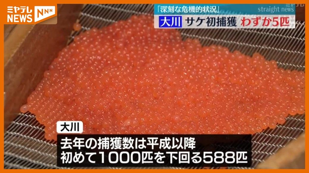 「深刻な状況と捉えています…」大川で採卵のため”サケ”の捕獲始まる　初日は”震災後最も少ない捕獲数”（宮城・気仙沼市）