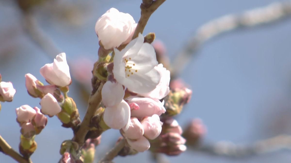 平年より6日早く　仙台でサクラ開花（4月2日）