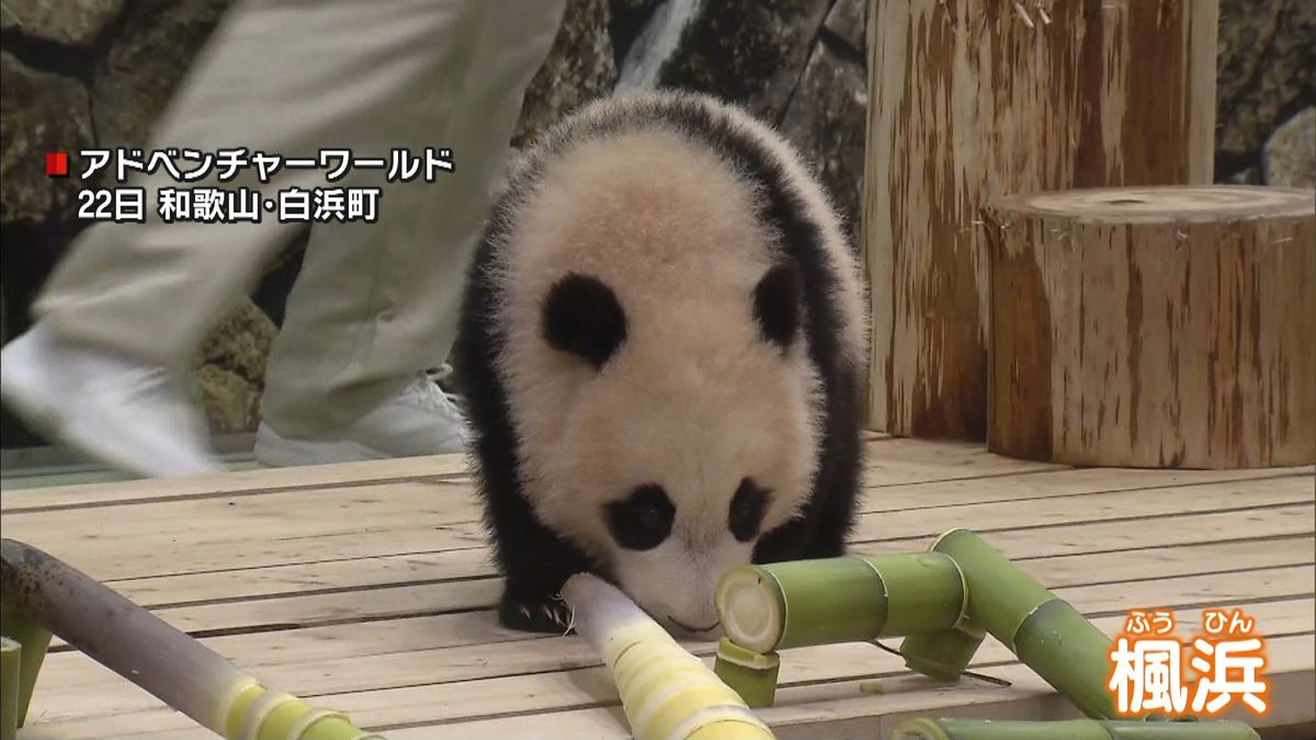 「楓浜」すくすく…生後半年祝いプレゼント