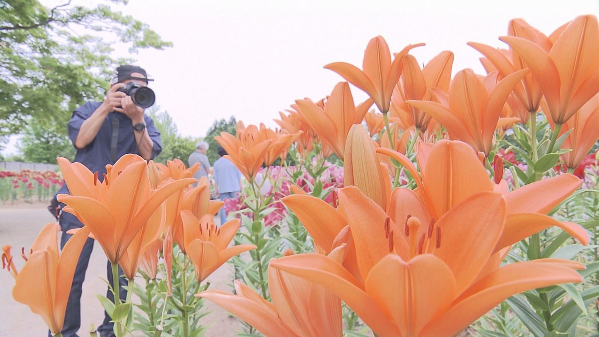 東北で最大級の規模　飯豊町の「どんでん平ゆり園」見頃　50万本のユリ咲く