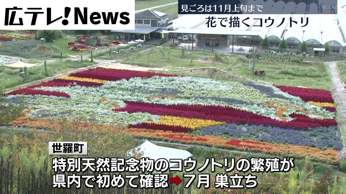 【世羅町】花絵で浮かび上がるコウノトリ　１１月上旬まで見ごろ