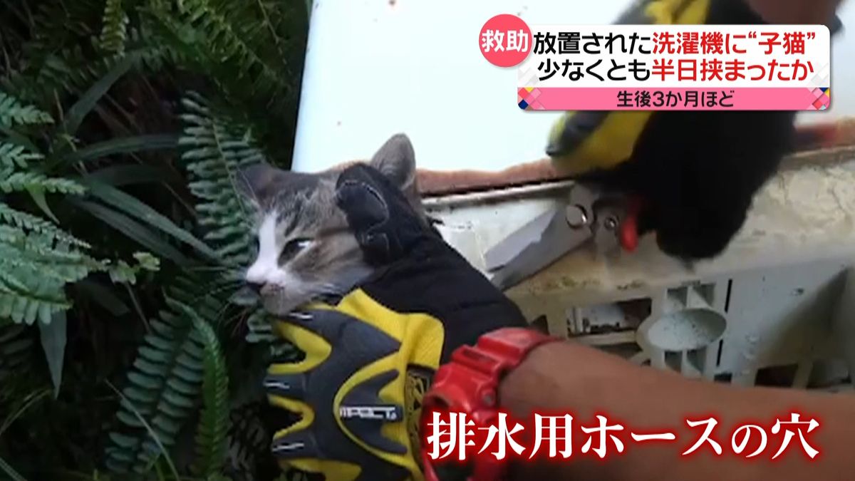 洗濯機に挟まれた子猫　救助隊が駆け付け…