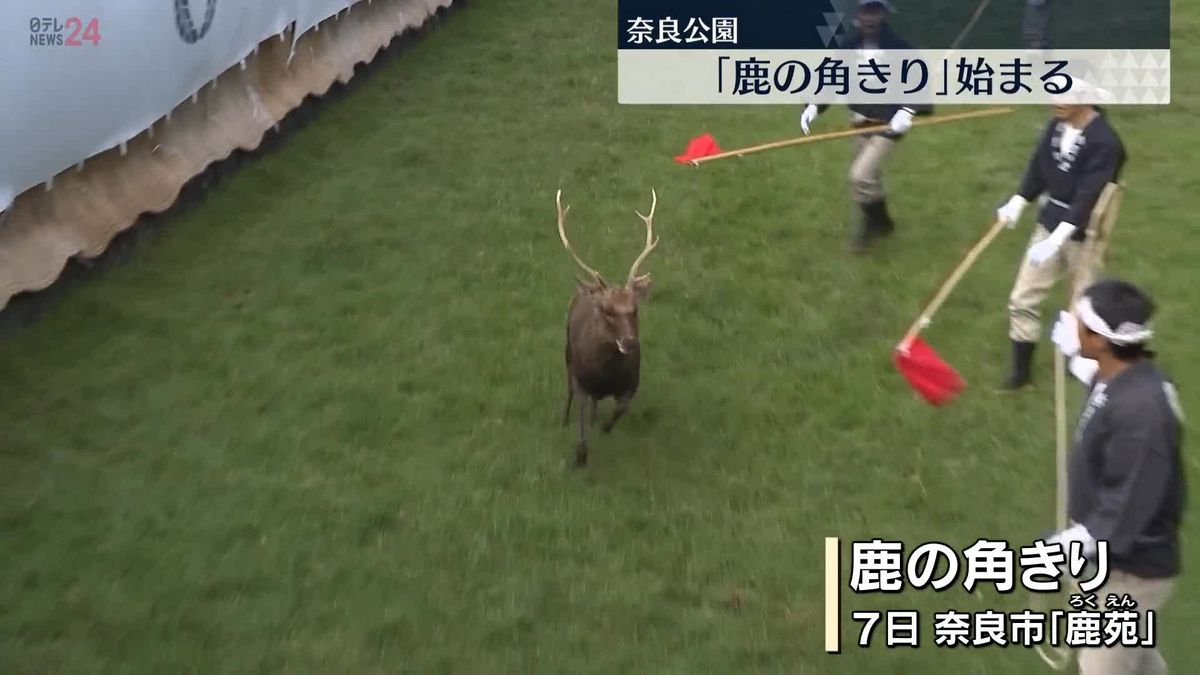 奈良公園で伝統行事「鹿の角きり」始まる