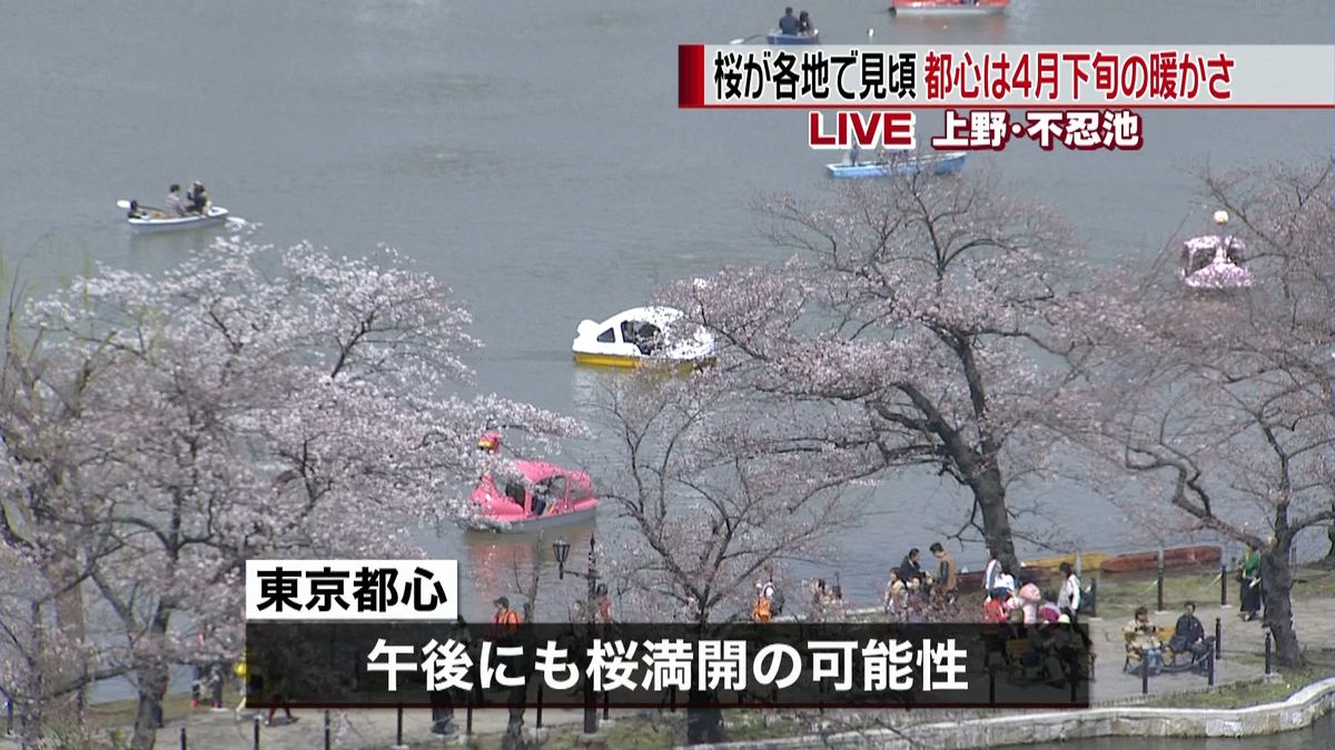 岐阜・佐賀で桜が満開　都心も午後には？