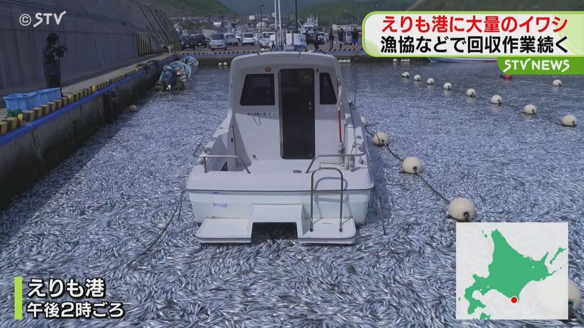 港の海面をびっしりと埋める大量のイワシが漂着　漁業関係者により回収作業続く　北海道えりも町
