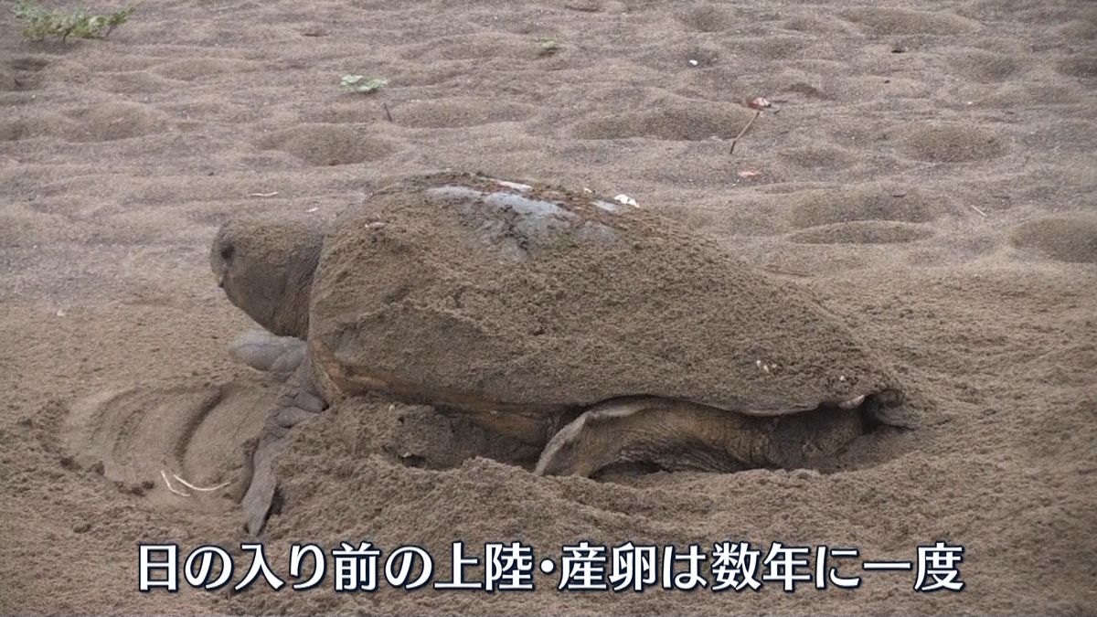 徳島の海岸に…アカウミガメが上陸・産卵