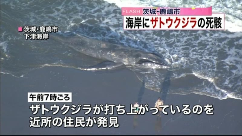茨城県の下津海岸にザトウクジラ打ち上げ