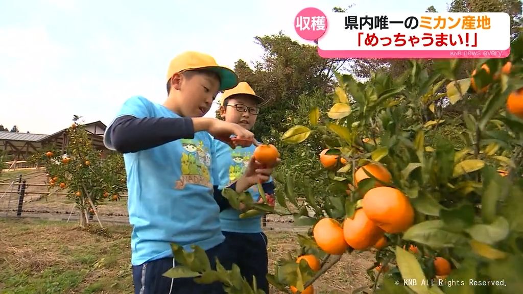 灘浦ミカン収穫「めっちゃうまい！」　氷見市