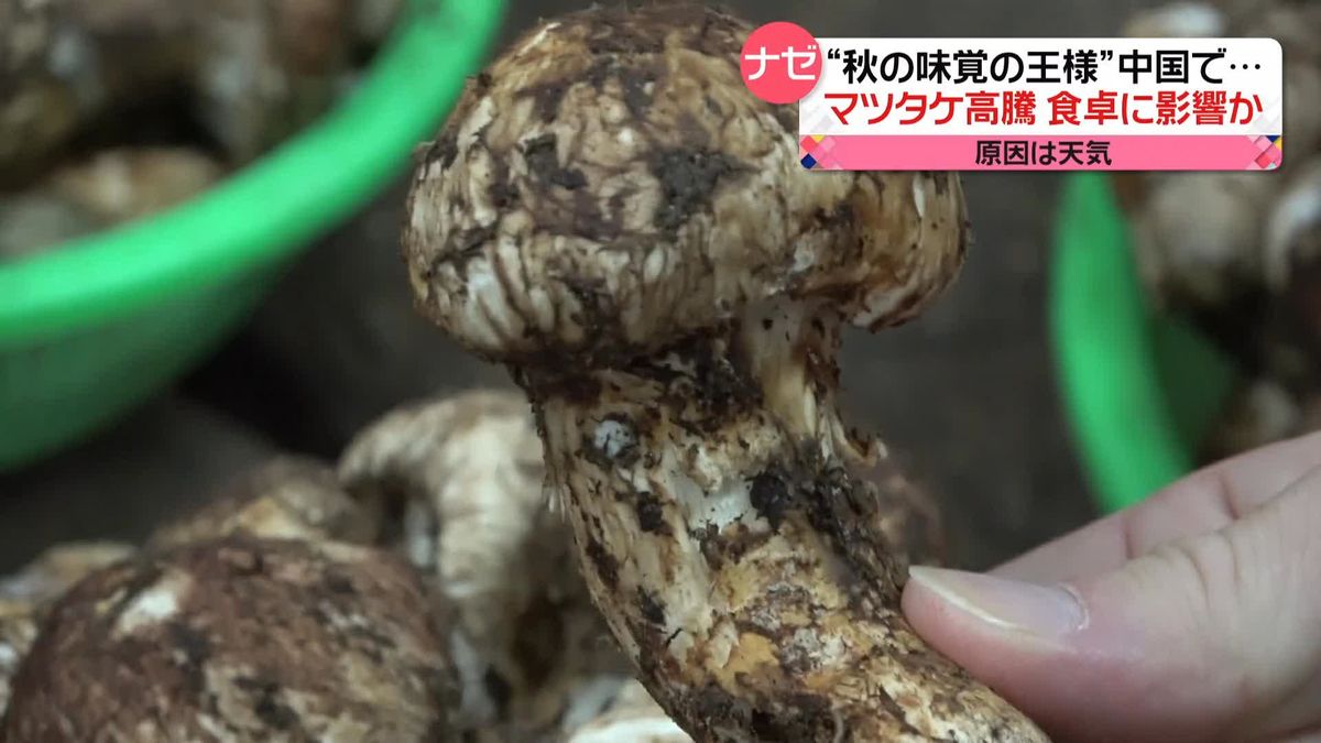 “秋の味覚”が高騰　天候不良で鹿児島産“サツマイモ”に中国産“マツタケ”も…