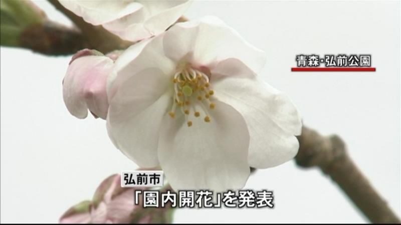 青森・弘前公園内のソメイヨシノ開花