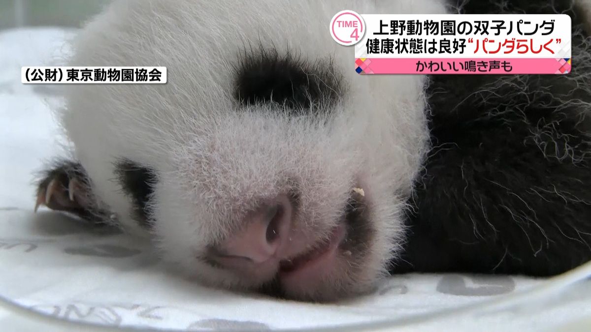 上野動物園の双子パンダ“パンダらしく”