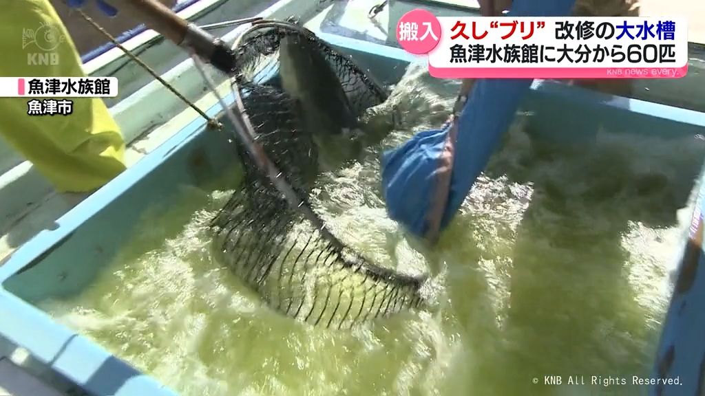 久し“ブリ”　改修の魚津水族館「富山湾大水槽」に搬入　大分から60匹