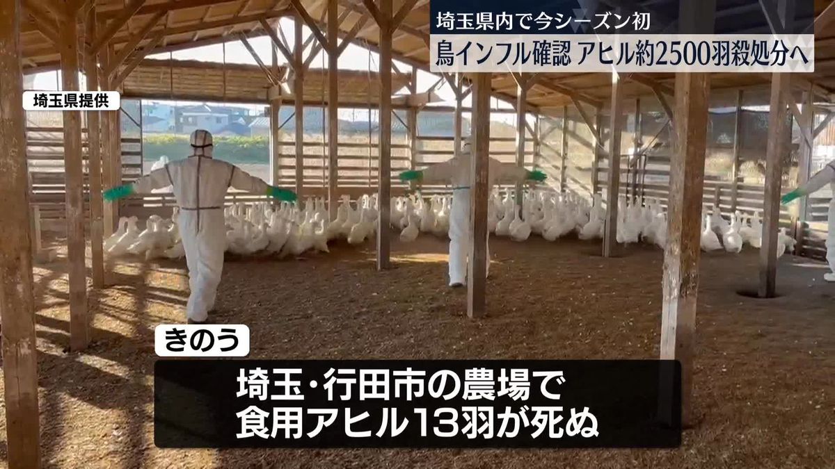 埼玉県で鳥インフルエンザ確認…今シーズン初　アヒル約2500羽の殺処分始まる