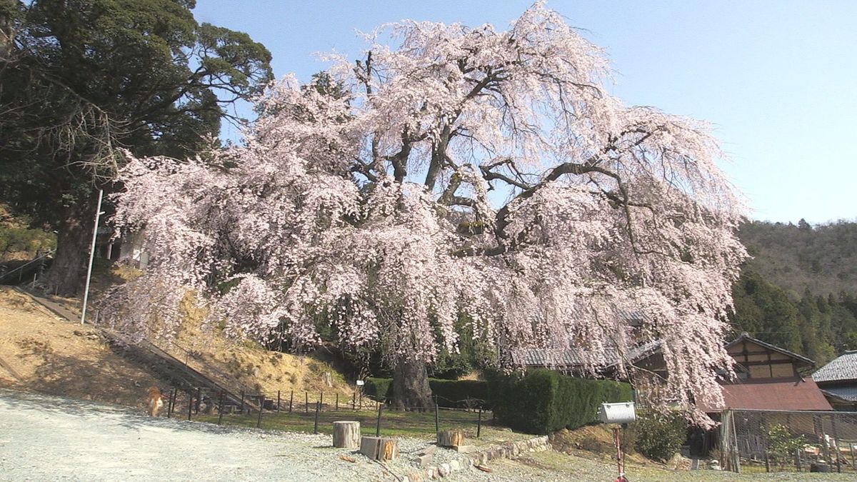 シダレザクラ満開、樹齢140年余り　市の天然記念物　夜はライトアップも　小浜市･妙祐寺