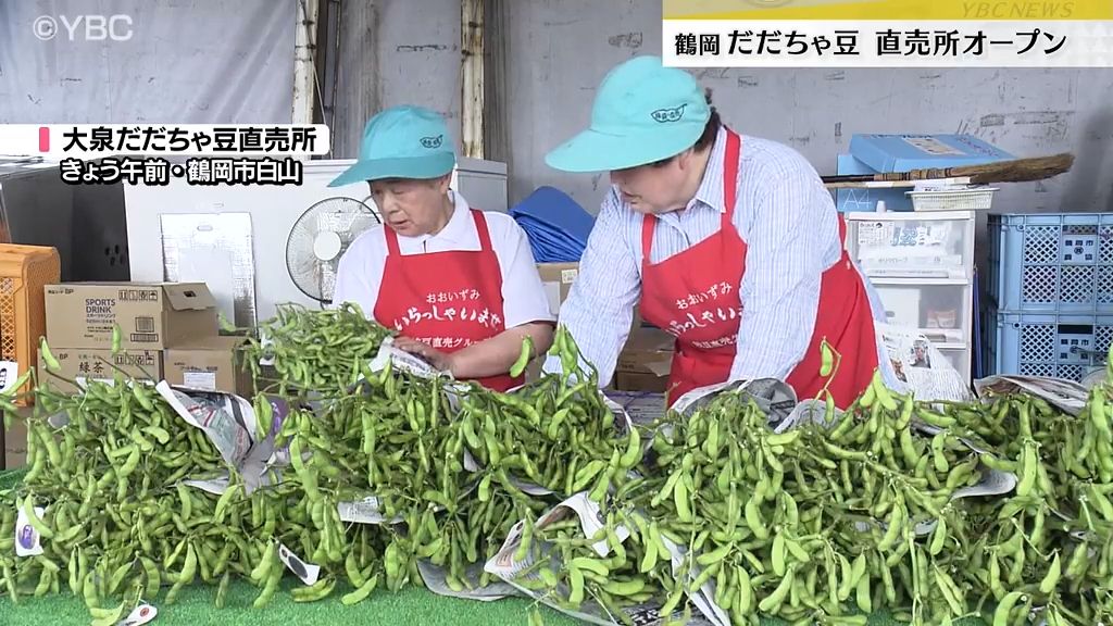 鶴岡市特産の「だだちゃ豆」直売所オープン…旬の味覚を買い求め、オープン前から行列