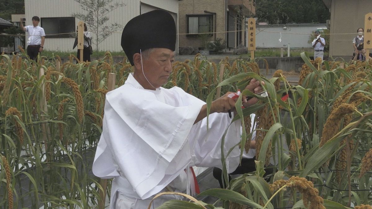 若狭町からは15年ぶり　"精粟"を11月の宮中行事・新嘗祭に献上　若狭町鳥浜で抜穂式