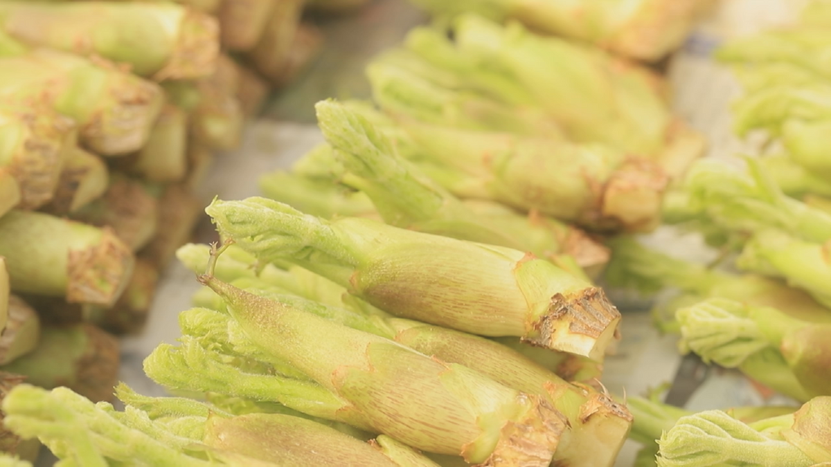 春の味覚　タラの芽の収穫盛ん　青森県むつ市で生産者増える