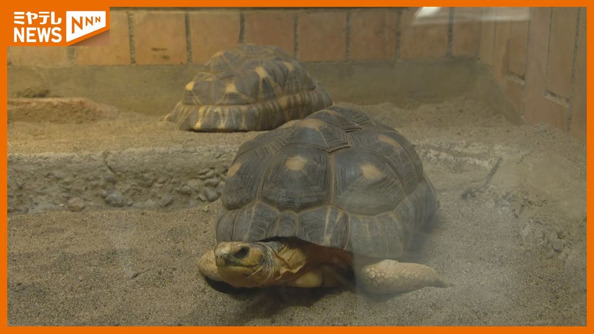 八木山動物公園　は虫類館