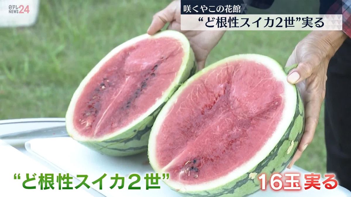 “ど根性スイカ2世”実る…お味は？