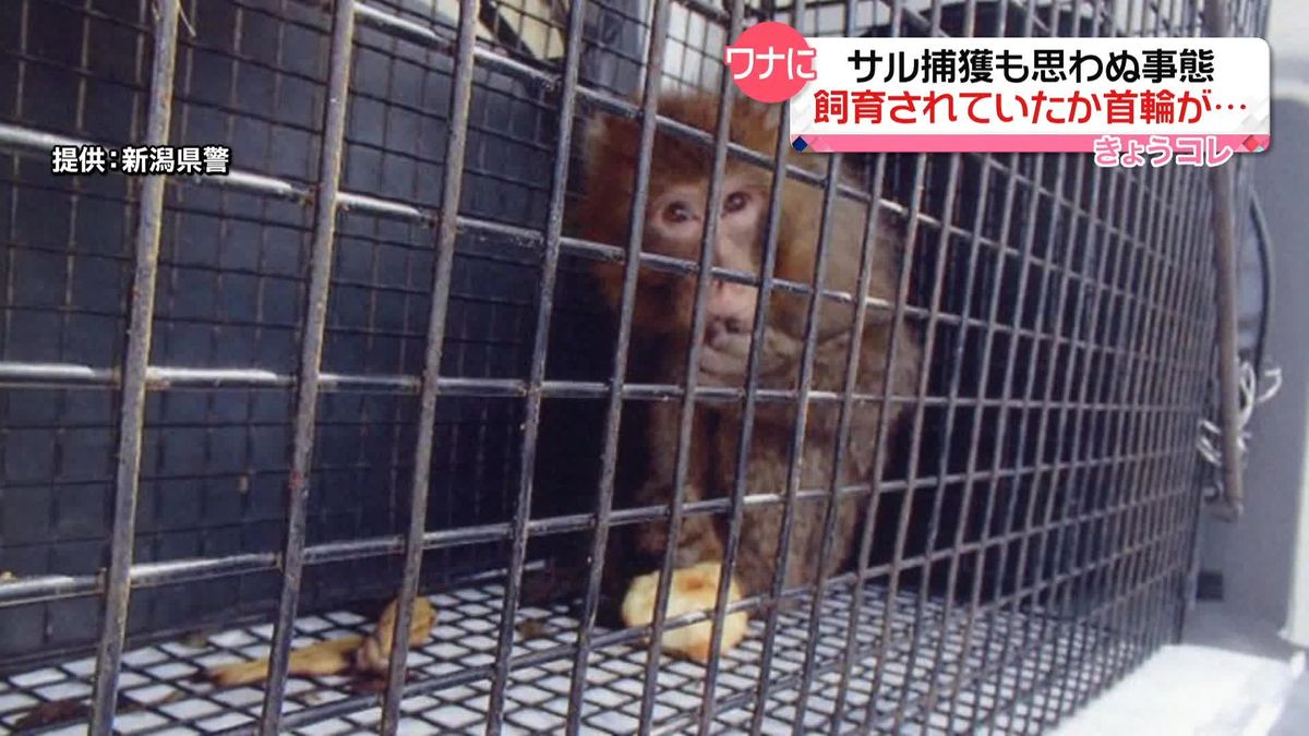 小学校付近でサル捕獲も…飼育されていた？　首輪があり“落とし物”扱いに　新潟市