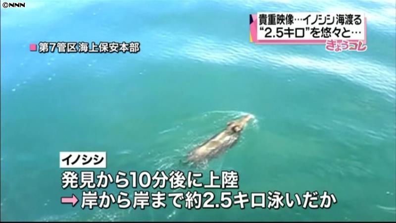 イノシシが海を渡る！“２．５キロ”泳ぐ
