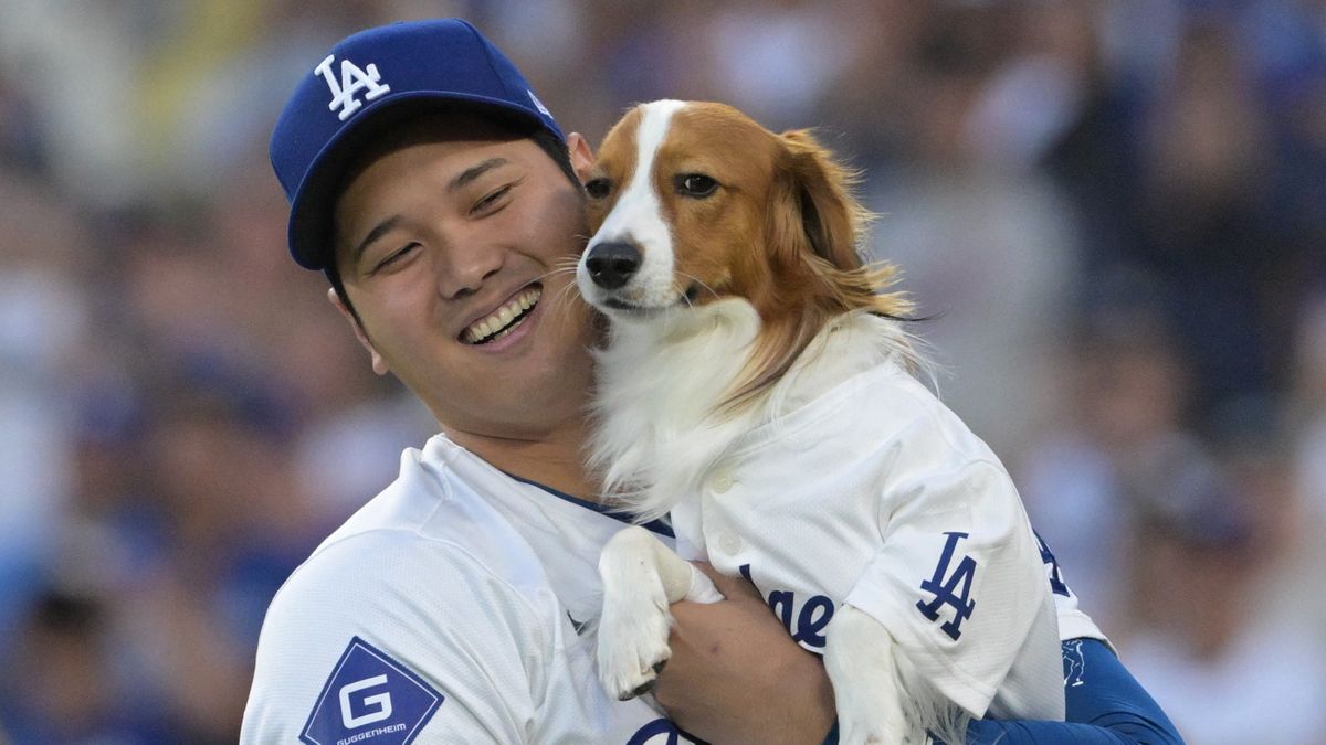 ドジャースの始球式に登場した大谷翔平選手の愛犬・デコピン(写真：USA TODAY Sports/ロイター/アフロ)