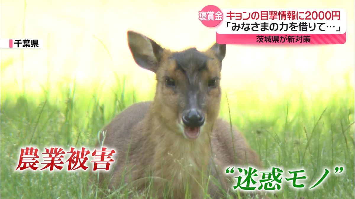 キョンの目撃情報に褒賞金2000円　「みなさまの力を借りて…」茨城県が新たな対策