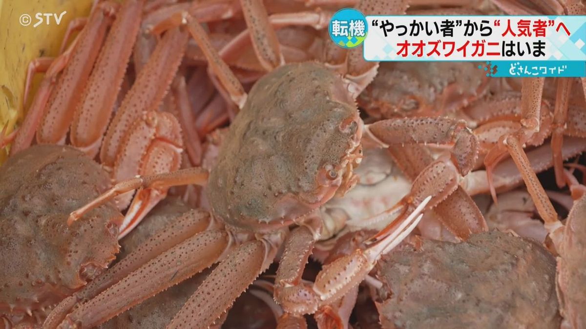 やっかい者・去年大量発生オオズワイガニのいま…日高の海を訪れてみると一転人気者に！？