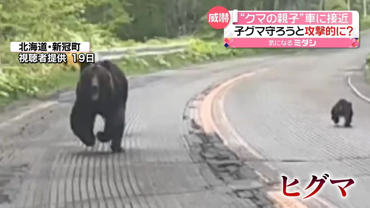 北海道で“クマの親子”が車に接近　子グマ守ろうと威嚇か…　繁殖期で動き活発に