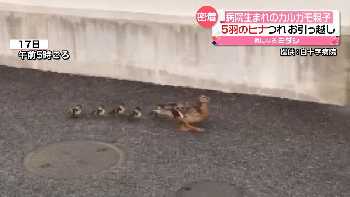 病院生まれ…カルガモ親子“大雨の日もずっと卵を温め”　5羽のヒナ連れお引っ越し　福岡市