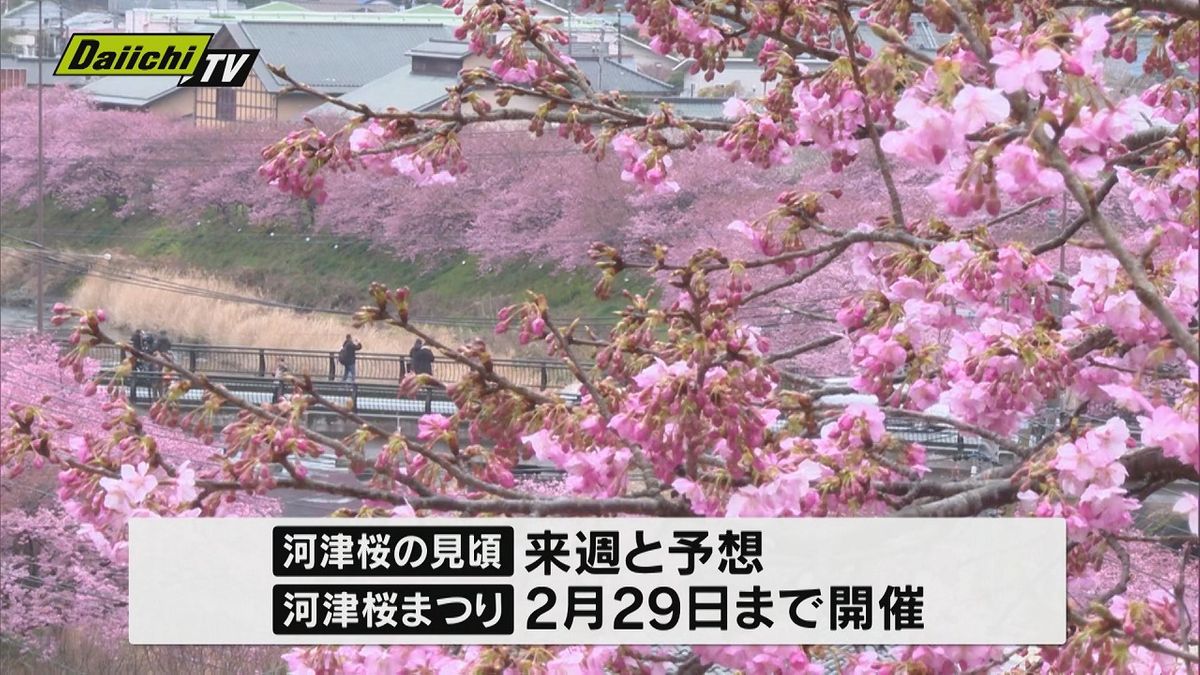 「河津桜の見頃は来週」静岡・河津町観光協会　開催中の「河津桜まつり」に大勢の観光客