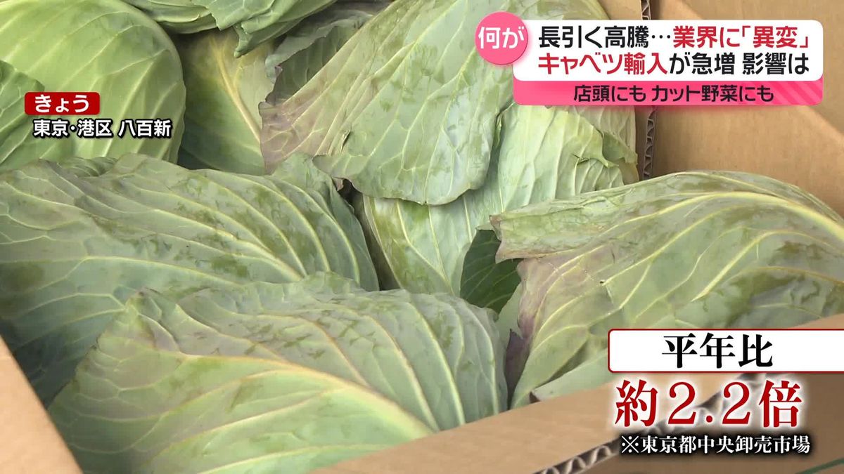 「輸入キャベツ」急増中…長引く高騰で　カット野菜にも