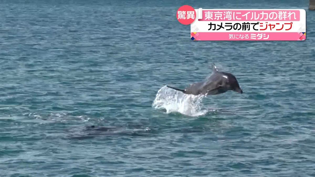 千葉・館山港にイルカの群れ　取材中のカメラの前でジャンプも
