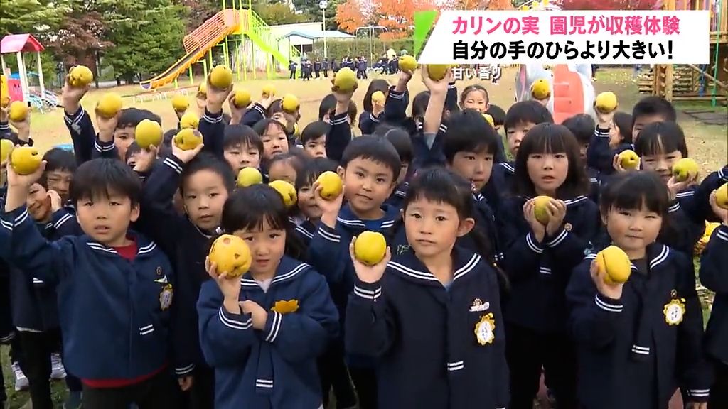 「いいにおい！」園児が収穫した黄色く色づいた実は…　　青森県八戸市