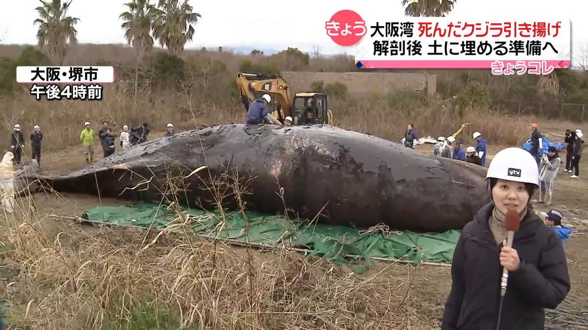 大阪湾“迷いクジラ”の死骸引き揚げ　埋め立て予定地に運ばれる