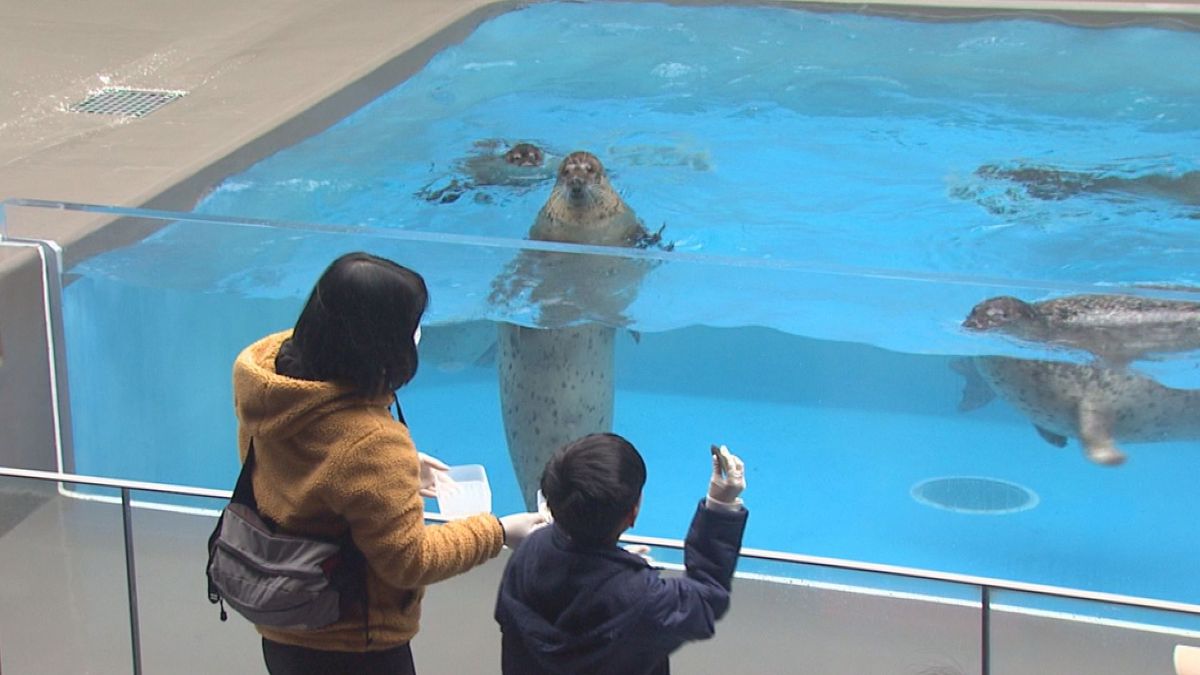 加茂水族館でアザラシの餌やり体験スタート　冬休みの子どもたちに人気「ぜんぶかわいい」