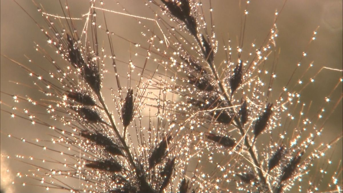 阿蘇で寒露らしい風景　草花に露が宿る