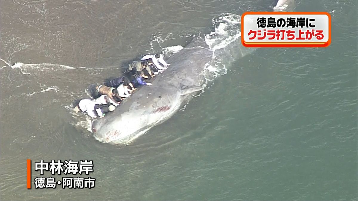 徳島・阿南市の海岸にクジラ打ち上げられる