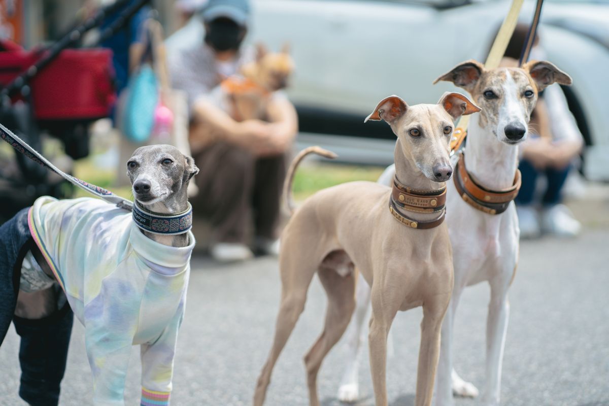 前回の「犬祭り@土岐プレミアム・アウトレット」開催時の様子