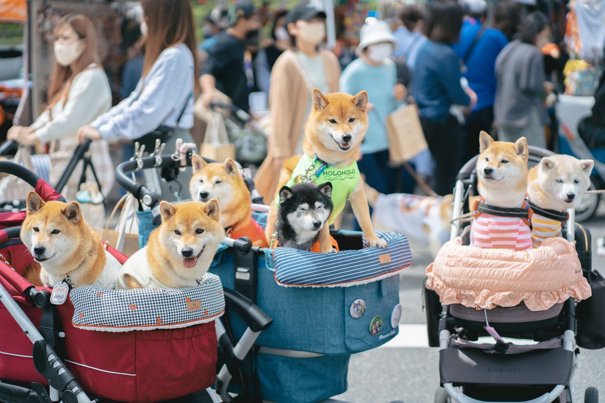 前回の「犬祭り@土岐プレミアム・アウトレット」開催時の様子