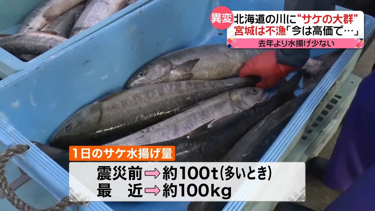 北海道の川に“サケの大群”……でも「全国」は不漁　宮城では名物メニュー「キラキラ丼」が……