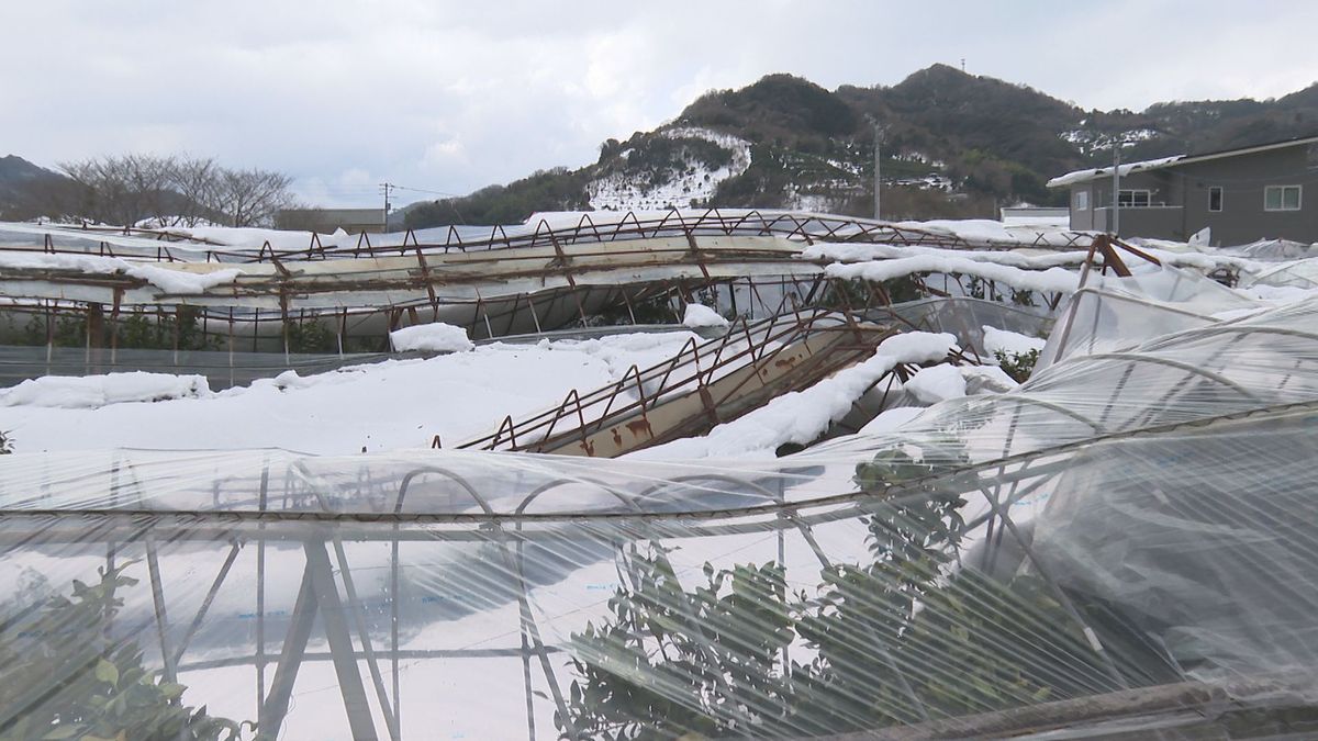 大雪でビニールハウス破損など被害170件以上…愛媛県が農家の肥料散布費に予備費5200万円充てる