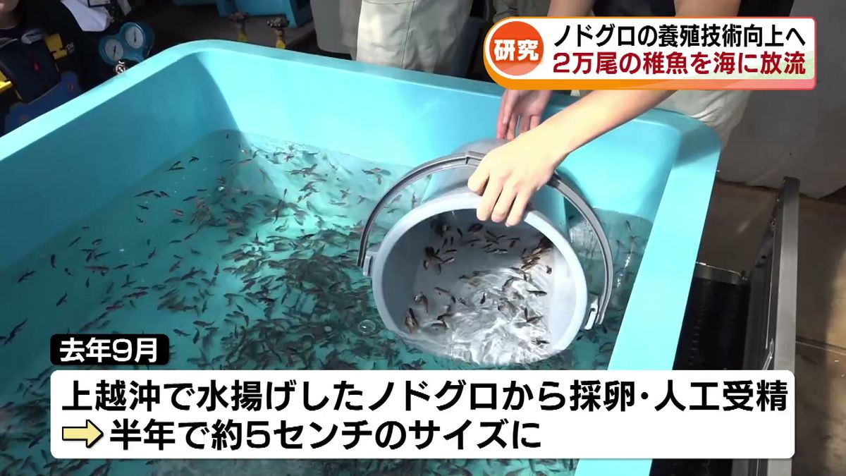 高級魚・ノドグロ養殖へ　約2万尾の稚魚を海へ放流　糸魚川市の海洋高校と近畿大学が共同研究 《新潟》