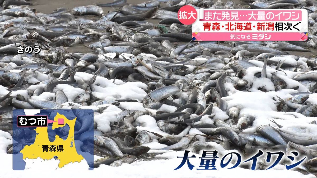 大量のイワシが海岸に“漂着”　北海道・青森・新潟で相次ぐ