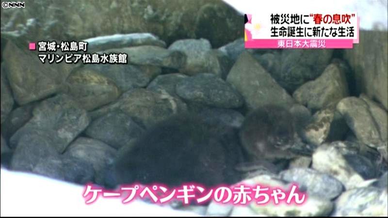 震災被害受けた水族館でペンギン誕生　宮城