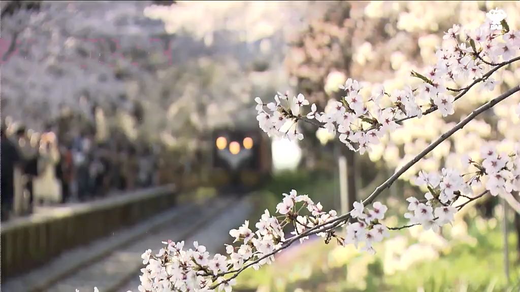 「なんとか桜の時期に合わせて…」金木桜まつりの会期前倒しへ　去年は開幕前に満開　青森県五所川原市