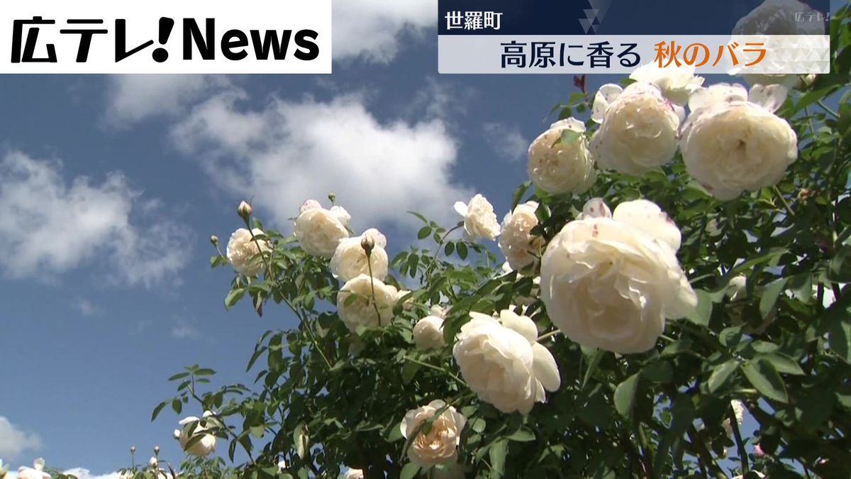 【広島県世羅町】高原に秋のバラが咲き誇る １０月下旬まで見ごろ