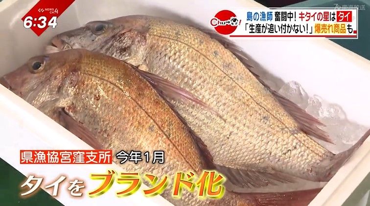 温暖化で“天然マダイ”が年中獲れるように！？島自慢の魚を全国へ！苦境つづく漁師まちの生き残りをかけた挑戦